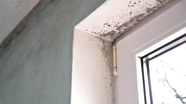 Best Air Quality Testing for Mold Spores  in Lewiston, MN