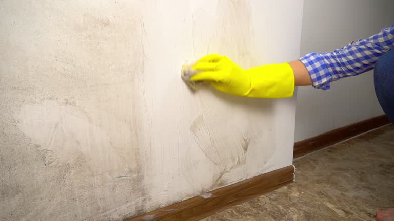 Best Comprehensive Air Testing for Mold Contaminants  in Lewiston, MN