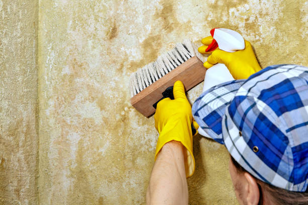 Best Asbestos and Lead Testing During Mold Inspection  in Lewiston, MN