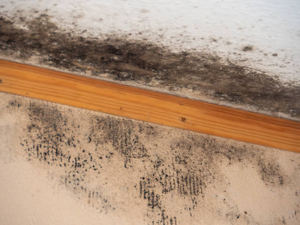 Best Residential Mold Inspection & Testing  in Lewiston, MN