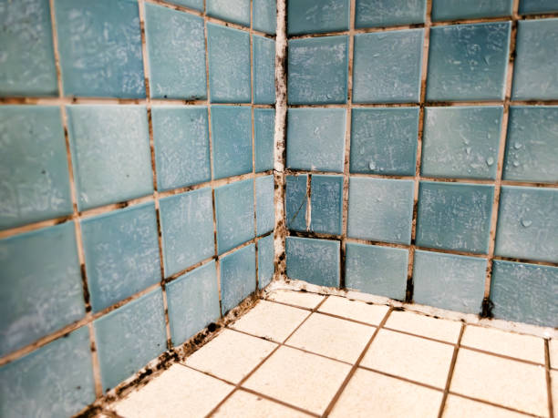 Lewiston, MN Mold Removal Company