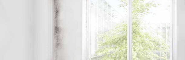 Best HVAC Mold Inspection and Cleaning  in Lewiston, MN