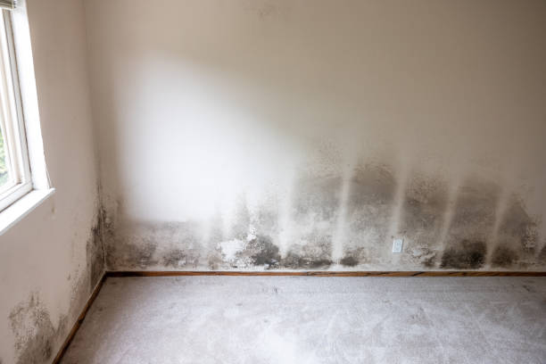 Best Real Estate Mold Inspection  in Lewiston, MN