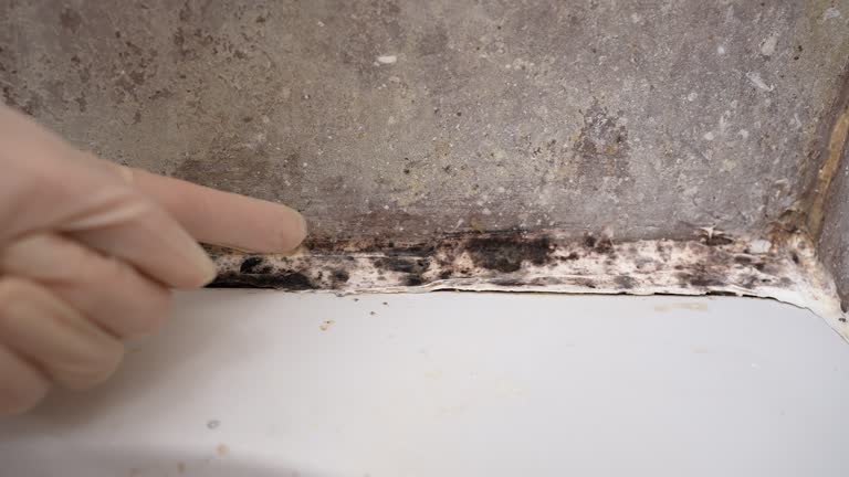 Best Basement Mold Removal  in Lewiston, MN
